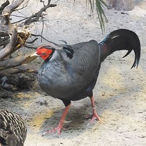 Siamese Fireback Pheasant