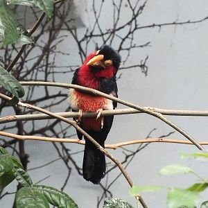 Bearded Barbet