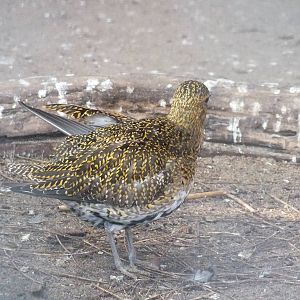Golden Plover