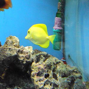 Yellow Tang
