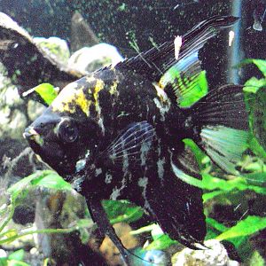 Angelfish