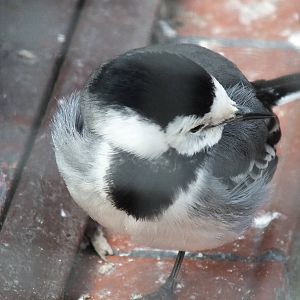 WhiteWagtail