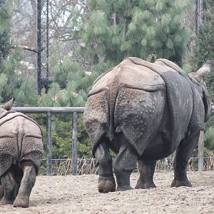 Mother and baby Indian Rhino