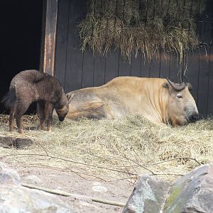 Sichuan Takin and Long-tailed Goral