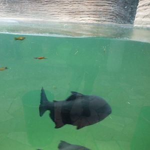 Mixed exhibit with Nile Hippos, Swordtails and Pacu!