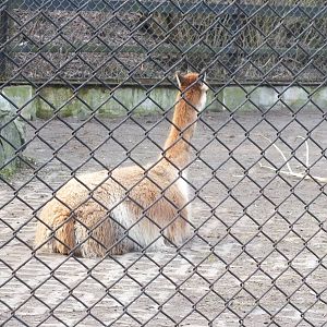 Vicuna in Quarantine waiting to go to the USA
