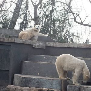 Polar Bears
