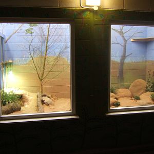 View of Fennec Fox enclosure