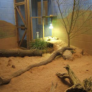 View of Fennec Fox enclosure