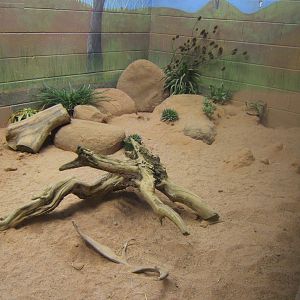 View of Fennec Fox enclosure