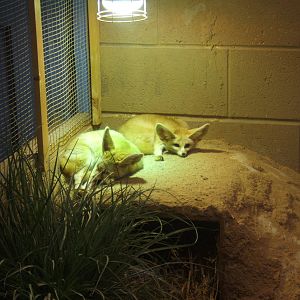 Fennec Fox`s