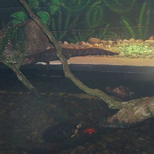 Cuvier`s Dwarf Caiman and Yellow-bellied Slider`s