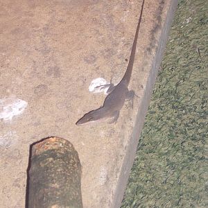 Green Anole (Anolis carolinensis)