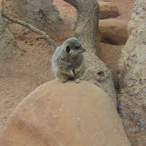 Meerkat