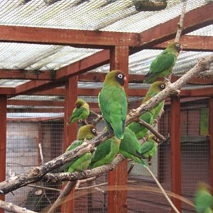 Black-cheeked Lovebird