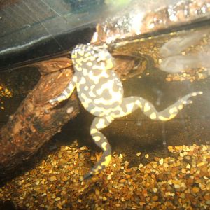 Yellow-bellied Toad