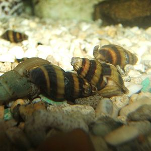Assassin snails (Clea helena)