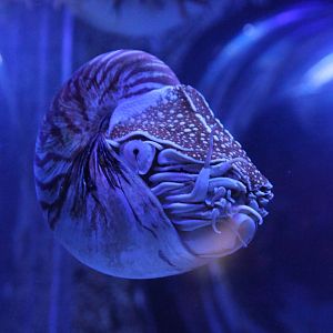 Chambered Nautilus (Naultilus pompilus) 29th november 2014