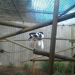 Black and White Colobus - 21/02/15
