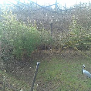 Demoiselle Crane and Dik-dik