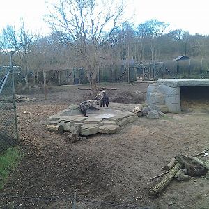 Spotted Hyena - 21/02/15