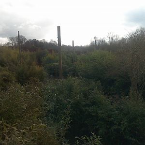 Tiger Taiga - 21/02/15