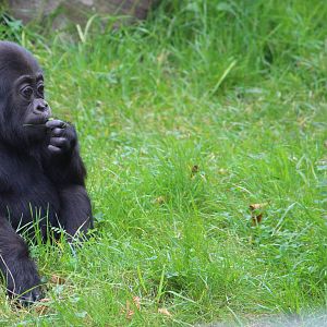 Young gorilla, Krefeld Zoo, September 2014