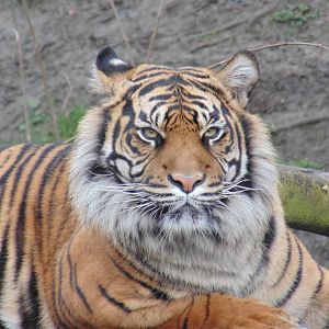 Sumatran Tiger