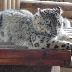 Snow Leopard