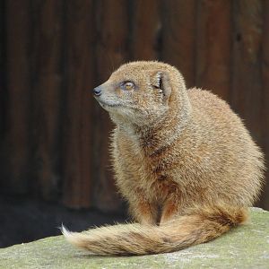Mongoose