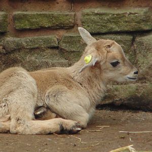 Barbary Lamb