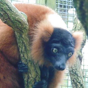 Red Ruffed Lemur