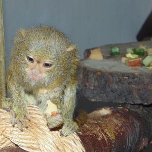 Pygmy Marmoset