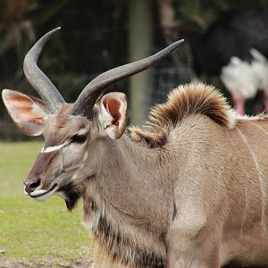 Adolescent Greater Kudu