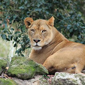 African Lioness