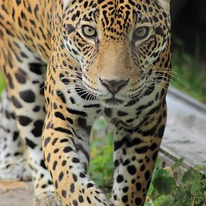 Zenta the Jaguar