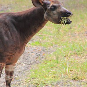 Okapi