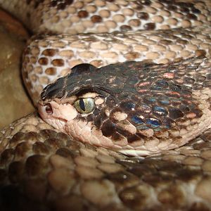 Huamantlan rattlesnake - (Crotalus scutulatus salvini)