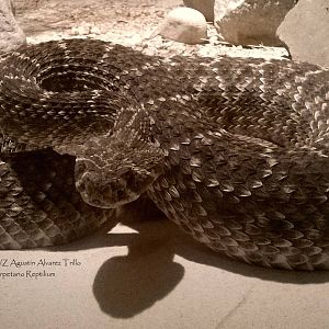 Western diamondback rattlesnake (Crotalus atrox)
