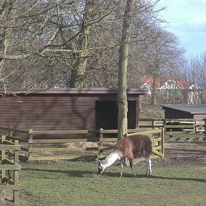 Willow the Llama, with hard yard and shelters behind, 27th February 2015