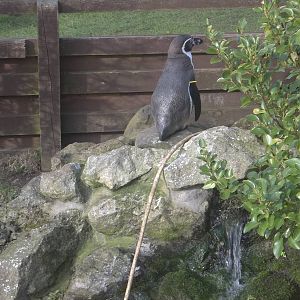 Watching the Hunky Male Animal Feeder, 27th February 2015