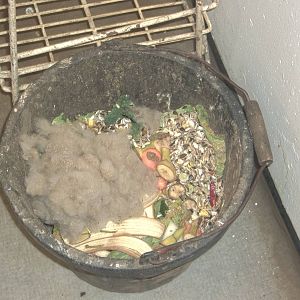 Keeper Ed has plucked Florrie again, 27th February 2015