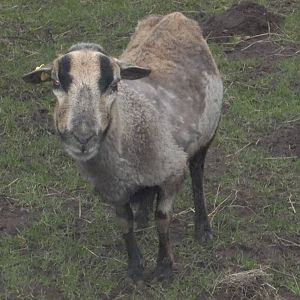 Semi-plucked Florrie! 28th February 2015