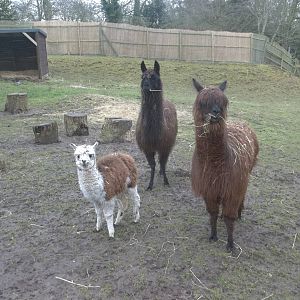 Waiting to be called to bed, 28th February 2015