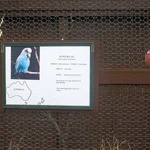 Blodwyn impersonating a Budgerigar? 1st March 2015