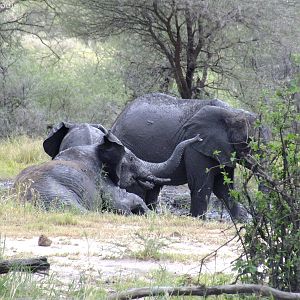 Elephant in a Mud Pool