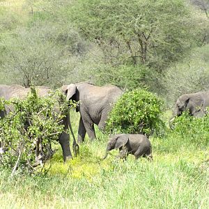 Elephant herd with Calf