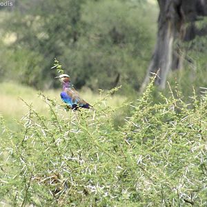 Lilac-breasted Roller