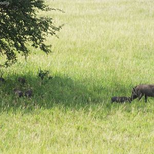 Warthog Mother and Piglets