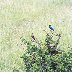 Superb Starling with Ashy Starling